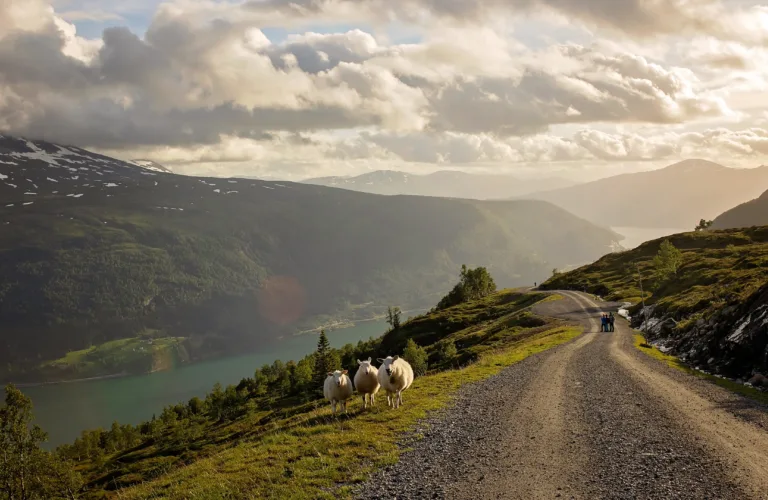 Veien videre for økt bærekraft i økologisk landbruk