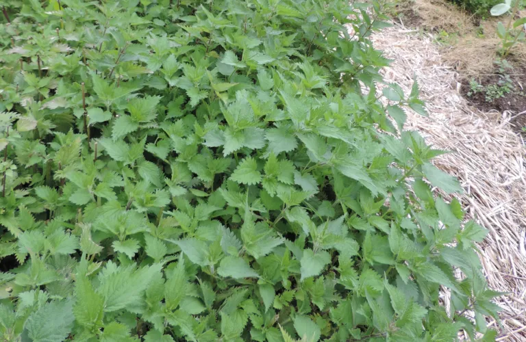 Brennesler som lokal gjødselressurs