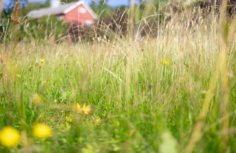Økologisk drift øker det biologiske mangfoldet