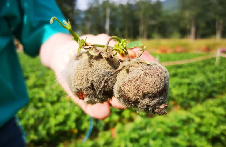 Kompostte mot gråskimmel