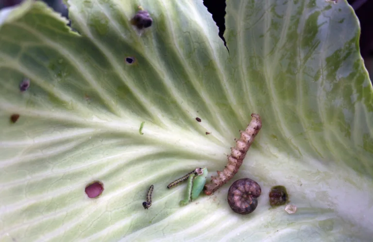 Sjukdom og skadedyr på kål