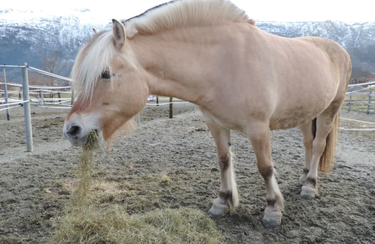 Hvordan bruke hestegjødsel best mulig?