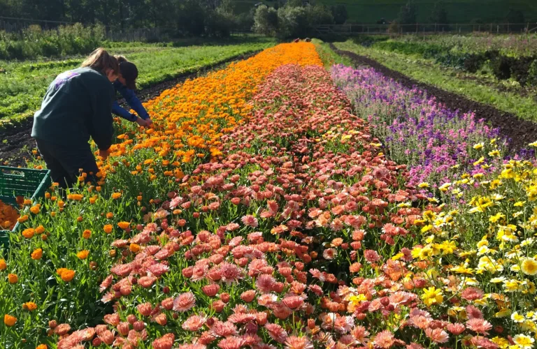 Biodynamisk landbruk 100 år: Aukrust gard og urteri