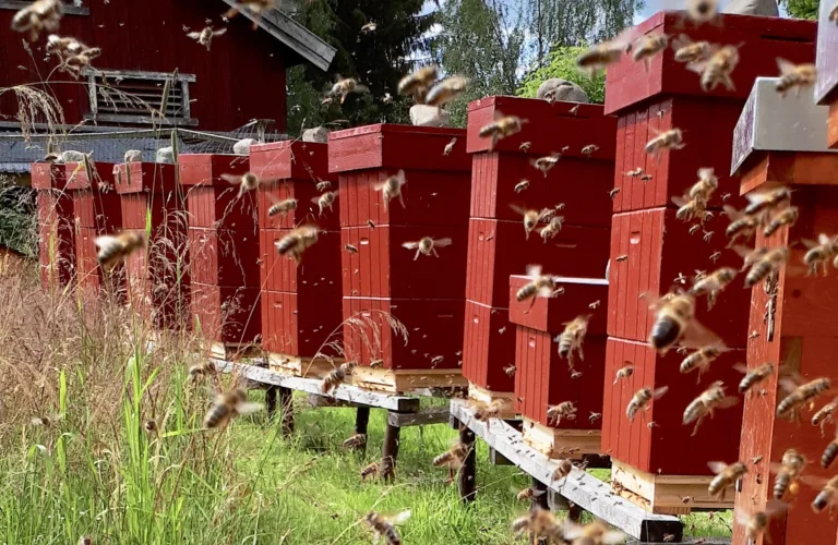 Solhagen - en mangfoldig oase i skogen