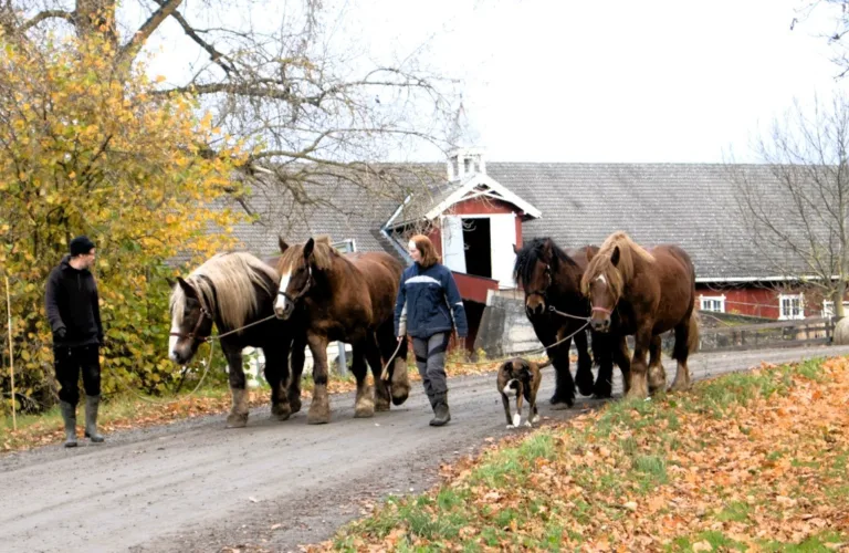 Stor gård, mange hender og nye muligheter