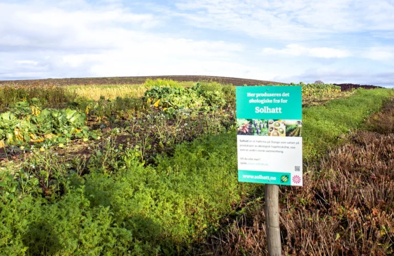 Norsk frøproduksjon for store og små økodyrkere