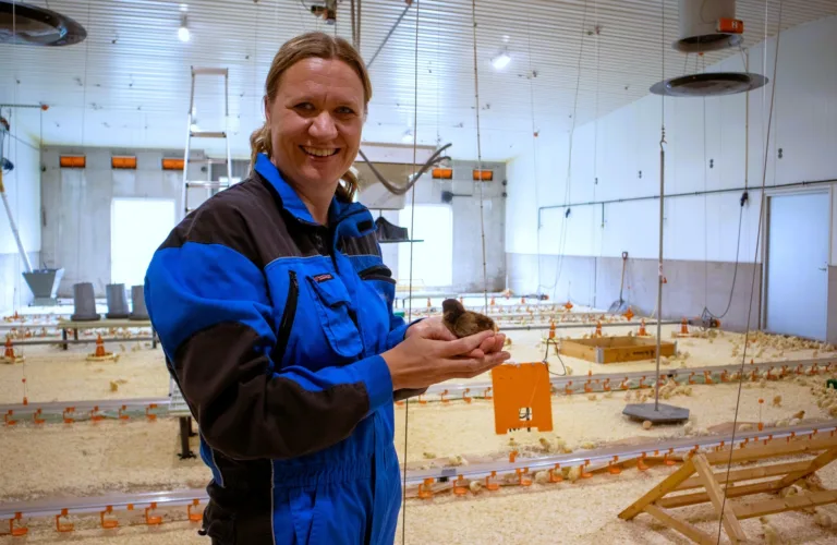 Økologiske kyllinger på Tjerne gård