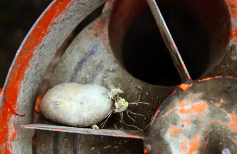 Produksjon av økologisk settepotet