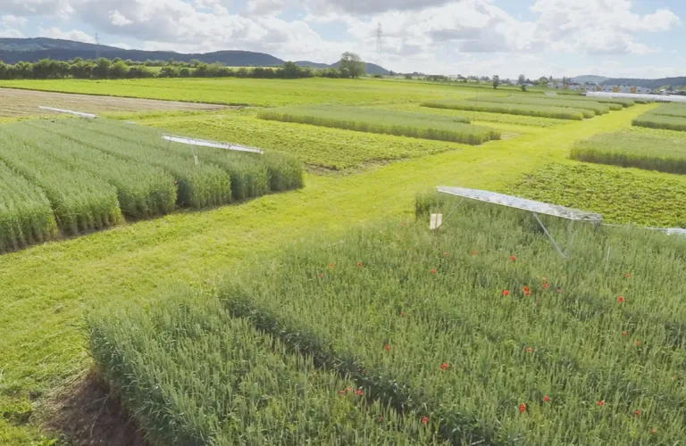 45 års forskning: Økologisk jordbruk utmerker seg på flere områder