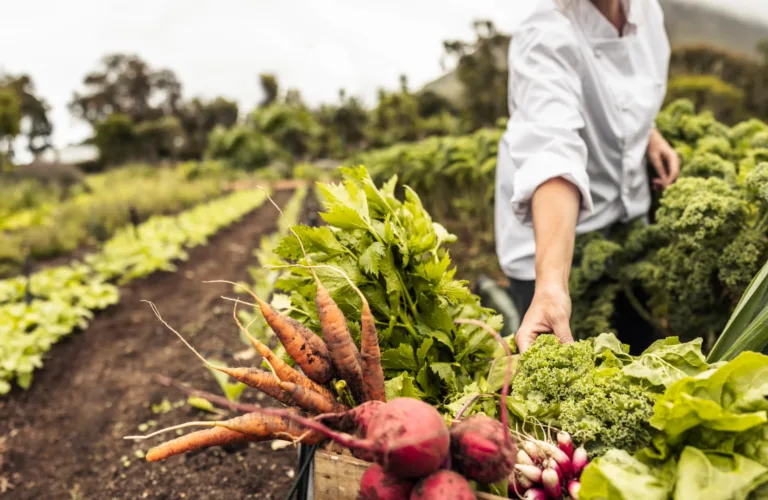 Hvorfor økologisk produksjon og mat?