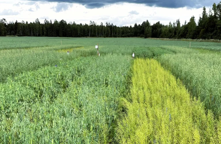 Frøblandinger for økt utnyttelse av arealer og ressurser