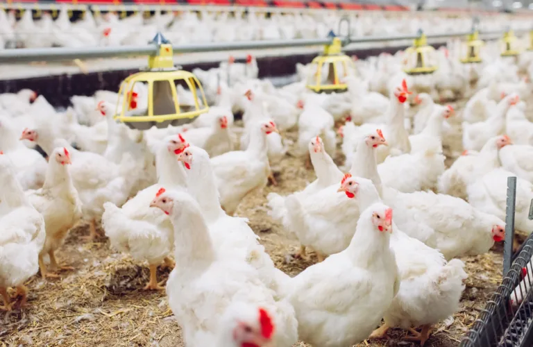 Ikke-økologisk gjødsel i økologisk landbruk