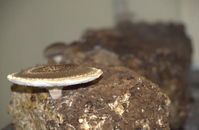 Sopp for feinschmeckere