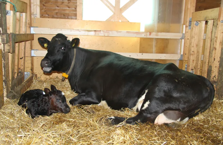 Naturleg åtferd og god dyrevelferd