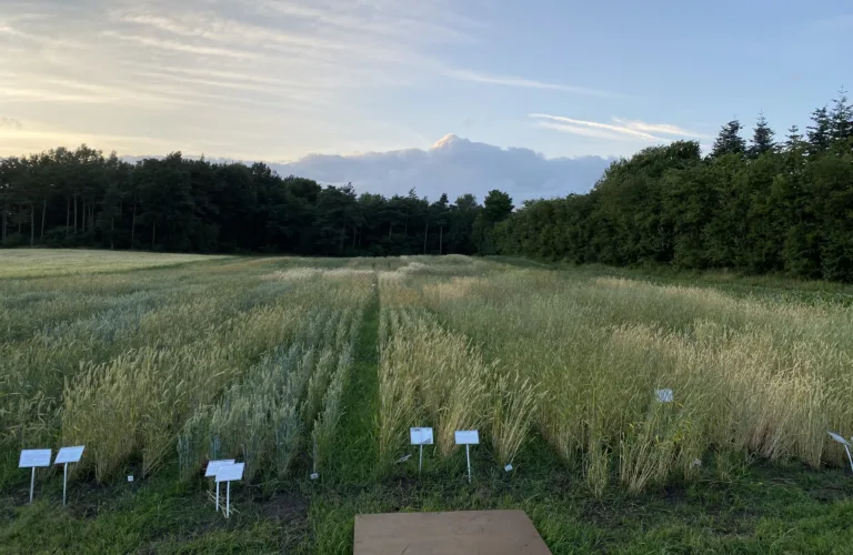 Genetisk mangfold styrker avlingene i økologisk kornproduksjon