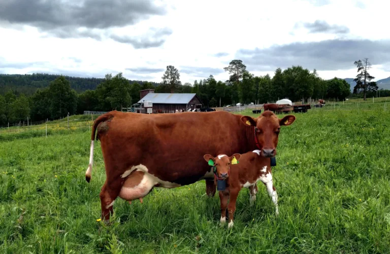 Holdninger til systemer for hold av ku og kalv i melkeproduksjon