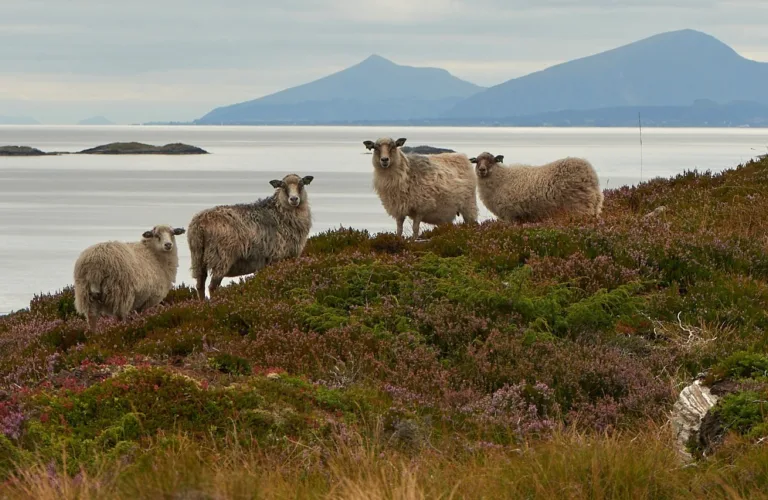 Kystlynghei – en truet naturtype med viktig rolle for landbruket i havgapet