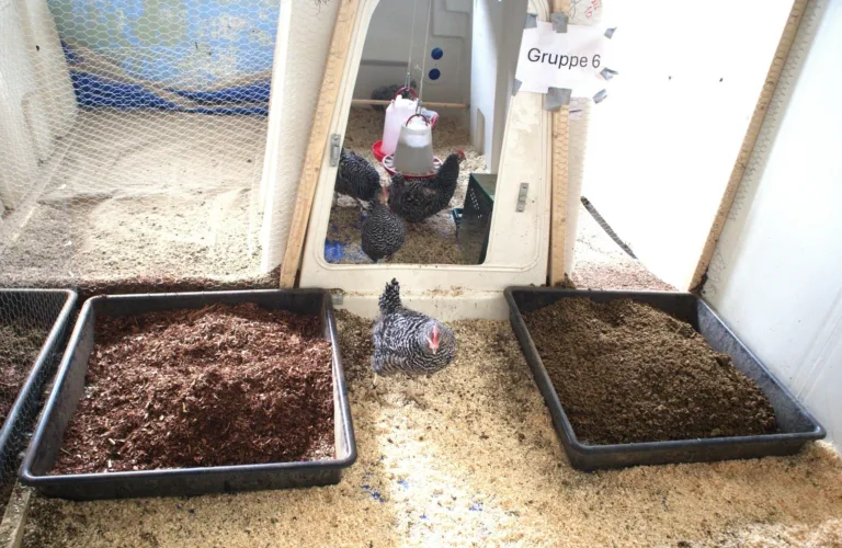 Kan separert storfegjødsel brukes som strøbad til høns?