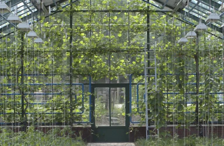 Veksthus til nytte, pryd og innovasjon på Ramme Gaard