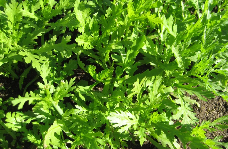 Shungiku - spiselig krysantemum