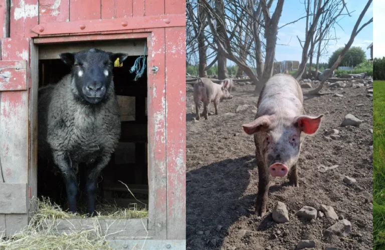 Se video: Lær om økologisk husdyrhold