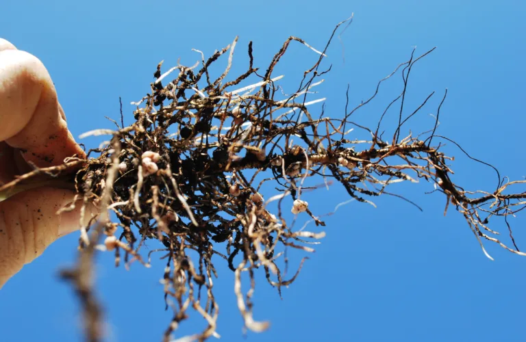 Jordpels på planterøtter