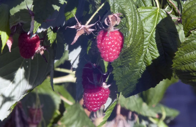 Godt nytt for bringebærdyrkere