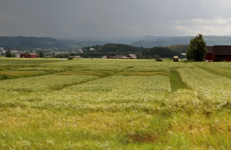 Utfordringar i økologisk korndyrking Utfordringar i økologisk korndyrking