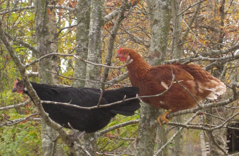 Dyrevelferd: Etiske teoriar