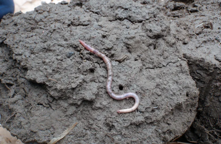 Karbon i jord og global oppvarming