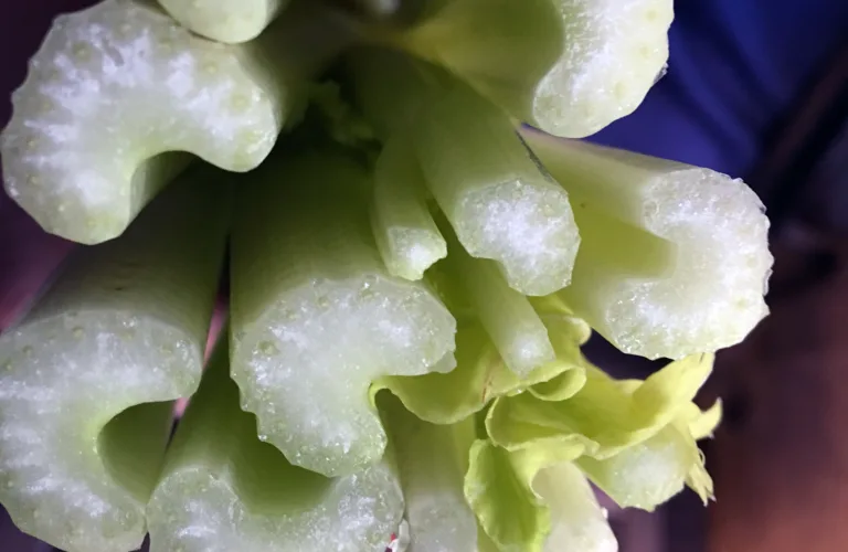 Stilkselleri/stangselleri