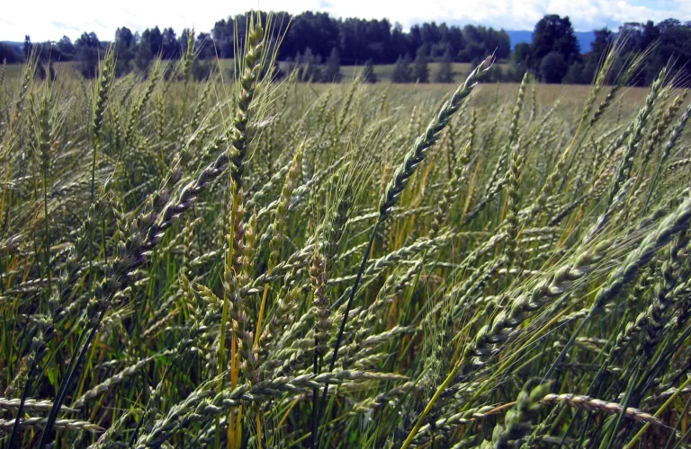 Økologisk kornproduksjon: Næringsforsyning