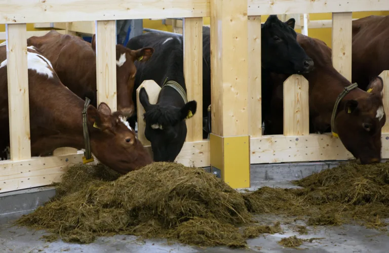 Fôring på økologisk vis