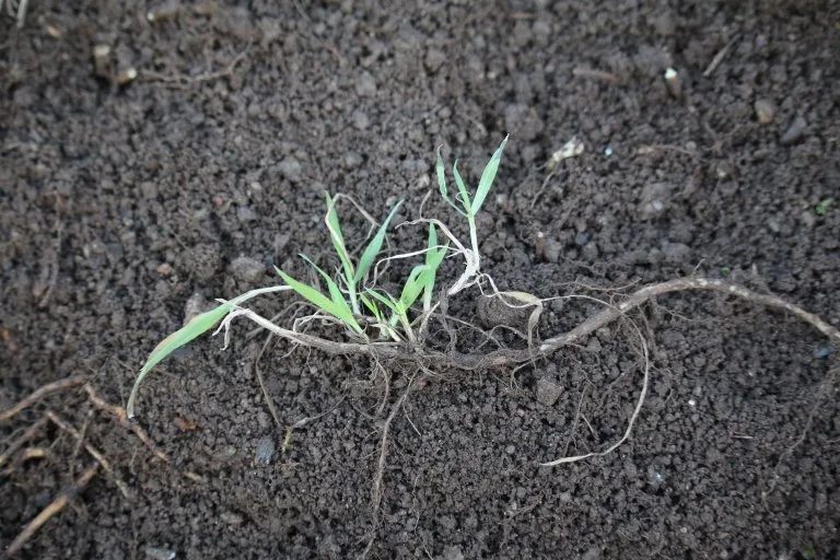 Kveke med rotstengel