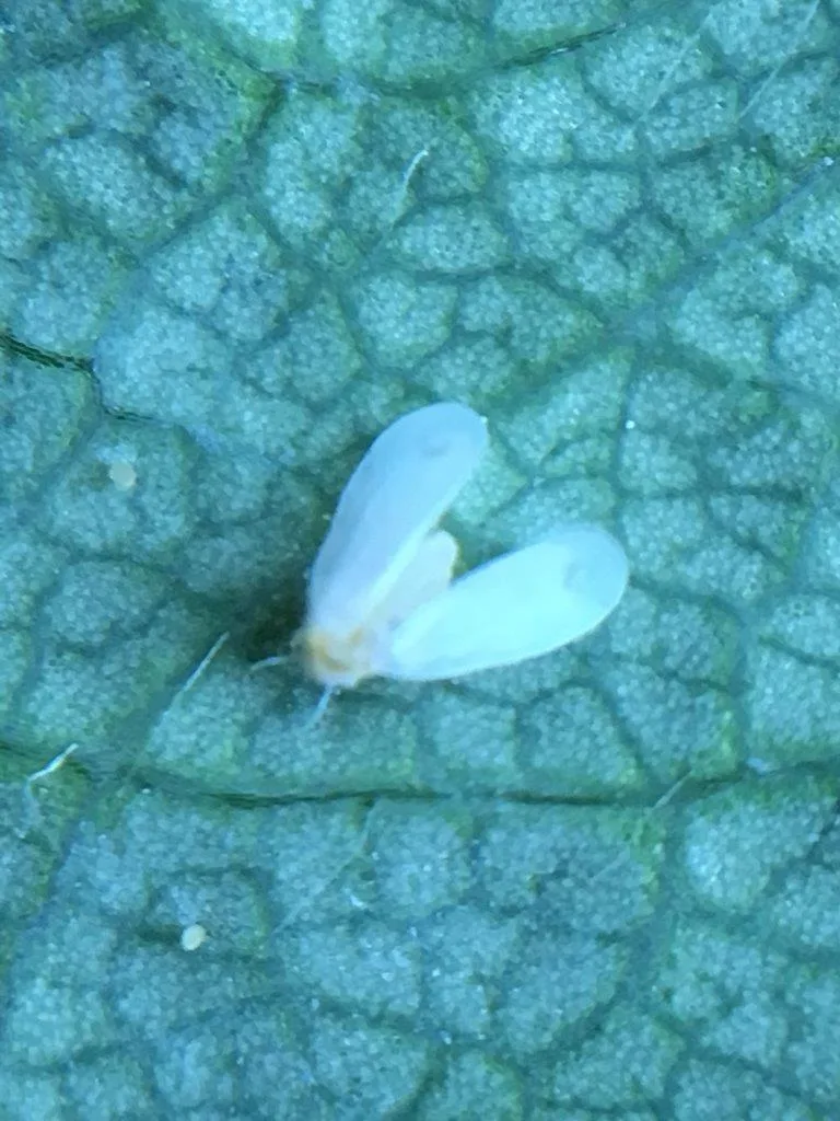 Jordbærmellus, også kalt kvitfly, er et økende problem i jordbærdyrkinga. Foto: Reidun Pommeresche