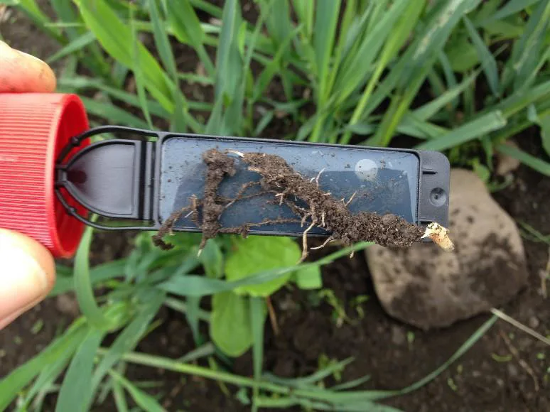 Bildet viser en rot med jord og mikroorganismer som ligger på en testpinne med næring. Et mindretall av jordlevende mikroorganismer kan dyrkes frem ved slike metoder. Både kultivering og mikroskopering erstattes i dag av ulike molekylære teknikker for å si noe om mikrolivet i jord.