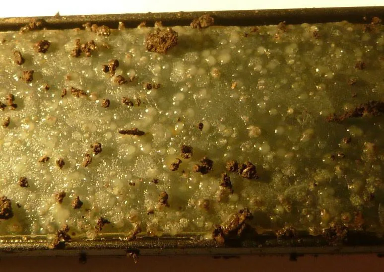 Mikroorganismer fra jord fra en grønn byggplanterot, som har vokst frem etter tre døgn på næringsmedium. Det som ses er jordaggregater (brune) og ulike bakteriekolonier, de runde hvitaktige dråpene. De flatere hvitaktige plettene, er hyfeaktige bakterier (aktinobakterier) og/eller sopp. Ca 3x forstørrelse.