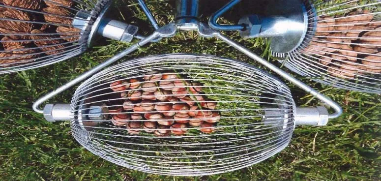 Høsting med «wizard». Foto: Grimo Nut Nursery.