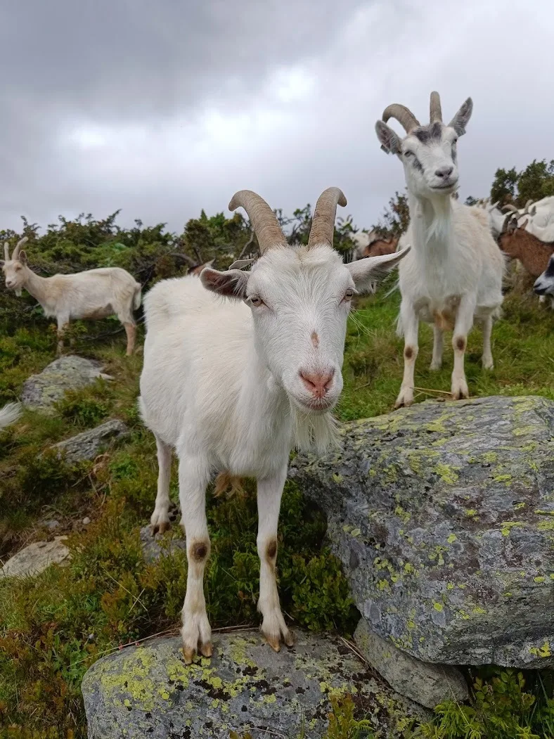Geitemelka er et fantastisk råstoff, fra dyr som har gått på utmarksbeite. Kraftfôr brukes kun som lokkemiddel og ikke som fôrressurs.