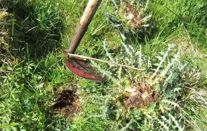 Det er viktig å få med alt det grøne av planta når ein hakkar tistel. Det er òg ein fordel å legge planta med rota opp for ei raskare uttørking av planta. Foto: Torbjørn Ruud