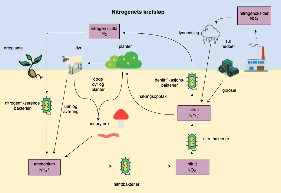 Det globale nitrogenkretsløpet