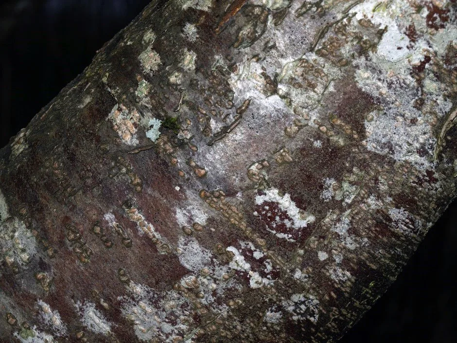 Barkporer eller lenticeller er gjennomluftingskanaler til indre vev i grein og stamme. Foto: Susanne Friis Pedersen.