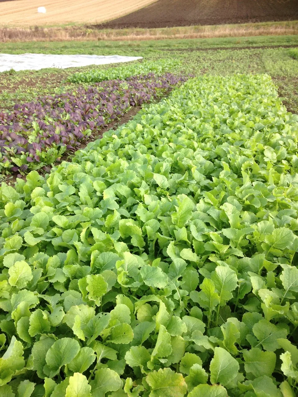 Neper sådd 31. august etablerte seg raskt og fungerer utmerket som en fangvekst