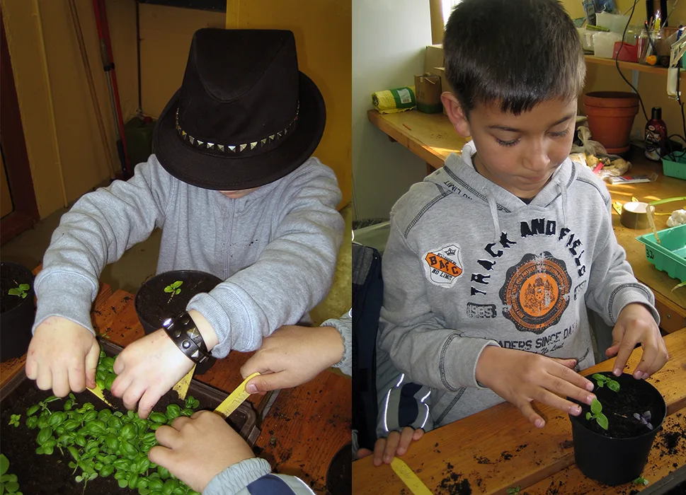 Små prikleplanter av basilikum får bedre plass i en blomsterpotte.