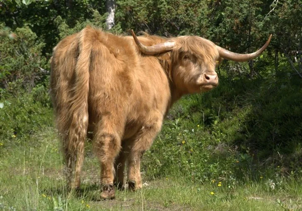 Beitedyr i utmark er tradisjonell, norsk silvopastoral  kultur.