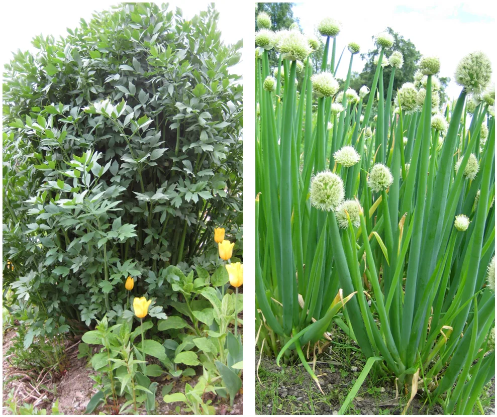 Løpstikke og pipeløk