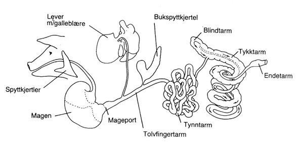 Skjematisk oversikt over fordøyelseskanalen til gris.
