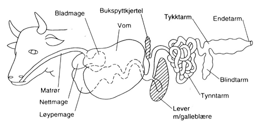 Skjematisk oversikt over fordøyelseskanalen til storfe