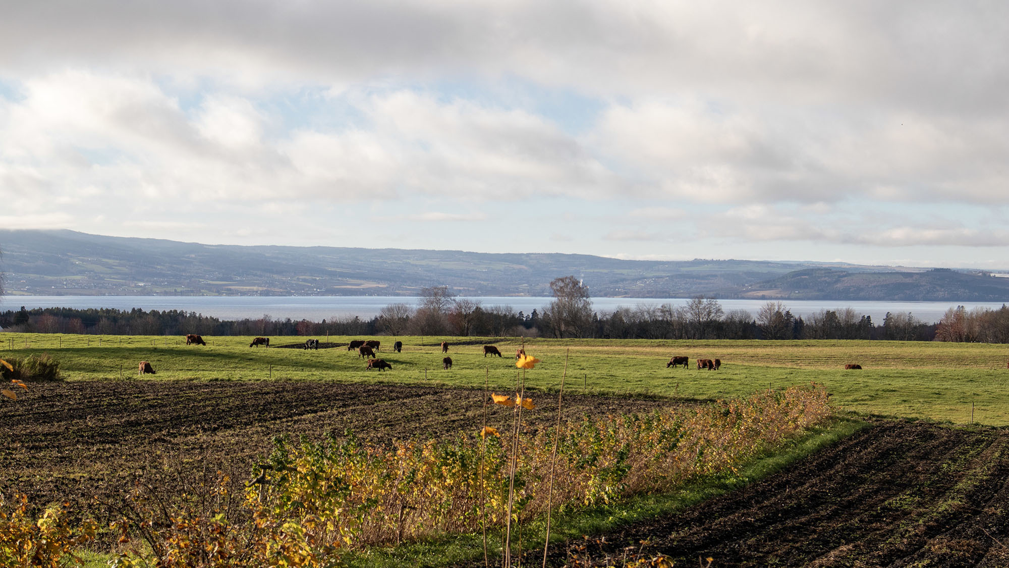 Jordhelse og sykdomshåndtering