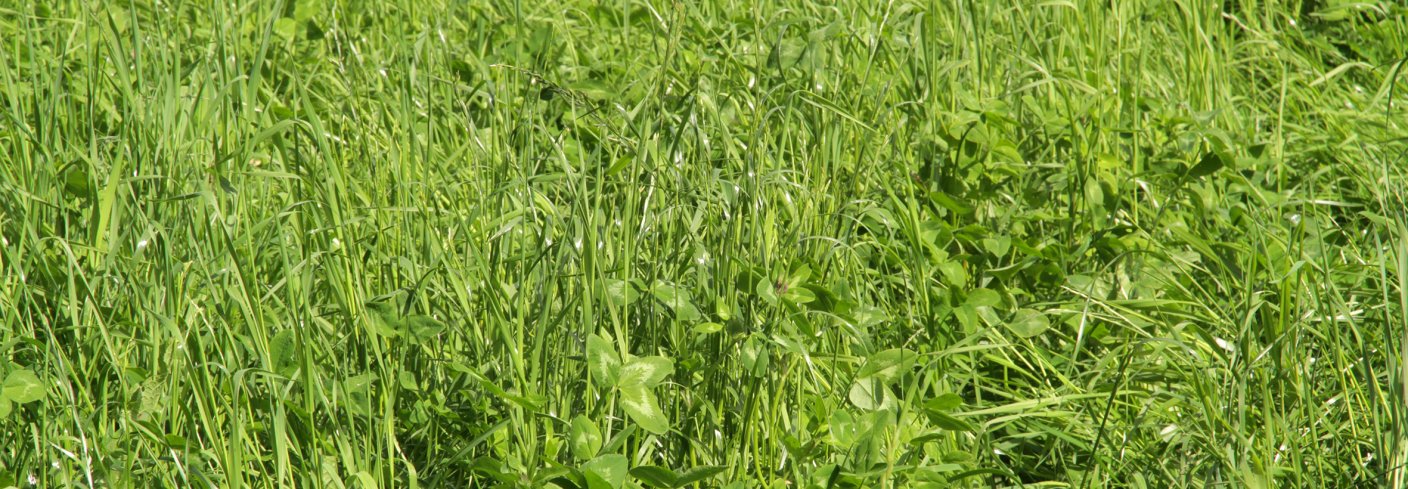 Gras Img 7851 Gras Img 7851